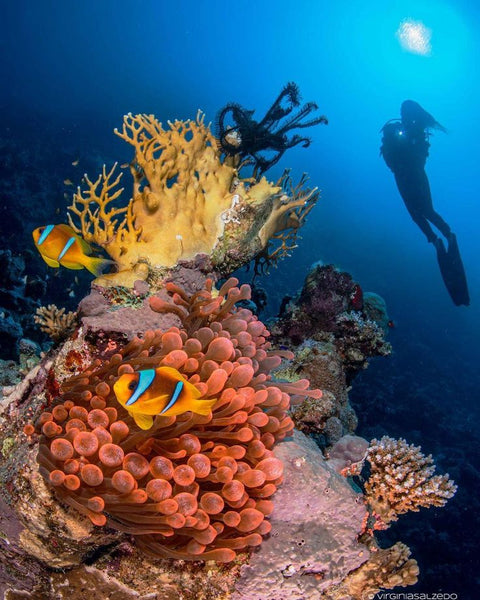 Red Sea Dive 4 Hour Red Sea Dive & Dinning Experience Jordan - Wander Jordan | Travel Agent Jordan 
