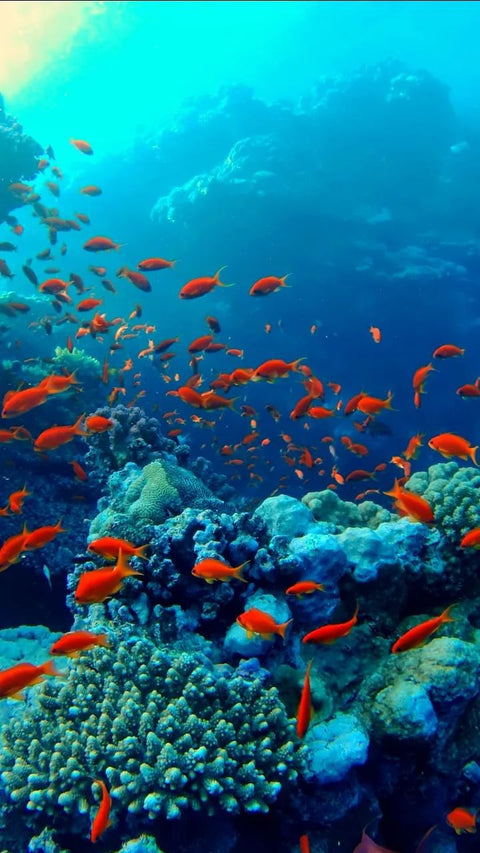 Red Sea Dive 4 Hour Red Sea Dive & Dinning Experience Jordan - Wander Jordan | Travel Agent Jordan 